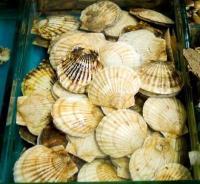 上海创鲜商贸供应新鲜扇贝_农副产品_世界工厂网中国产品信息库