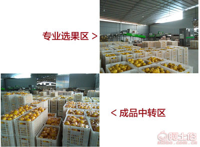 【批发现摘安岳黄柠檬5斤装中大果约15-23个新鲜水果批发包邮】资阳市雁江区柠海商贸行 - 产品库