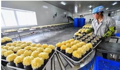 访企业、解难题、促“六稳”|尤溪:深入项目一线为企精准把脉